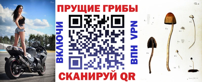 Галлюциногенные грибы Cubensis  Калач-на-Дону 