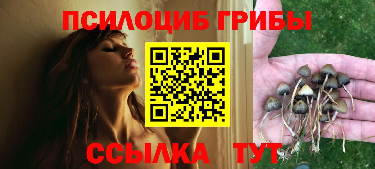 Псилоцибиновые грибы Psilocybe Калач-на-Дону